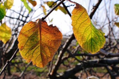 Close-up of maple leaf on branch