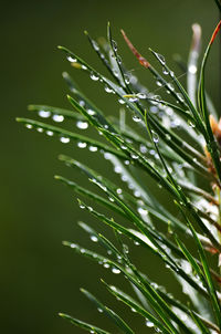 Close-up of water drops on plant