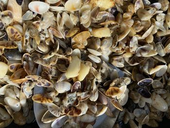 clam