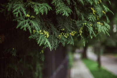 Close-up of leaves