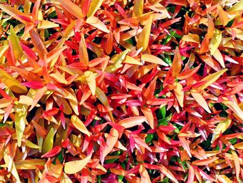 Full frame shot of plant leaves during autumn