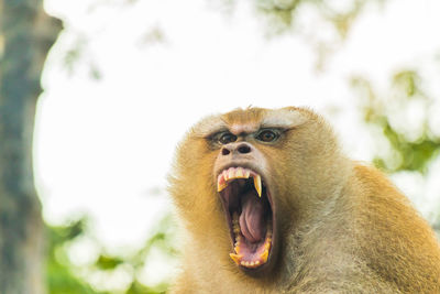 Close-up of a monkey