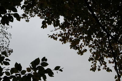 Low angle view of silhouette tree against sky