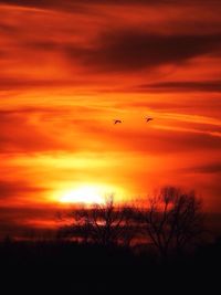 Silhouette birds flying against orange sky