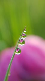 Close-up of flower reflecting on water drops