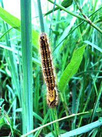 Close-up of insect on grass