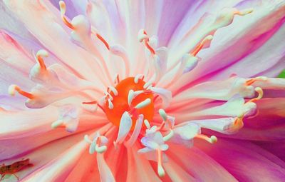 Full frame shot of pink flower