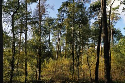 Low angle view of trees in forest