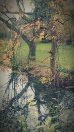 Reflection of trees in water