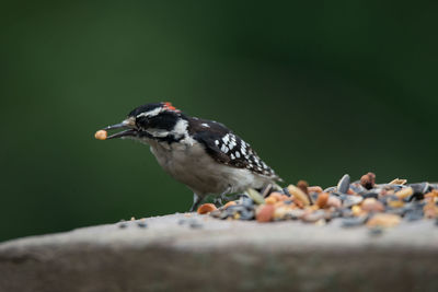 Close-up of woodpecker eating seeds