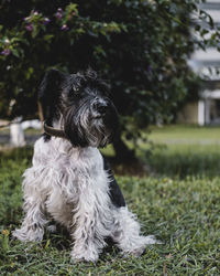 Portrait of a dog on field