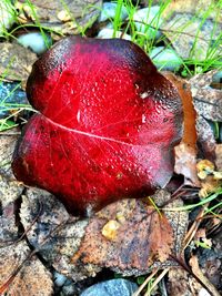 Close-up of red chili peppers