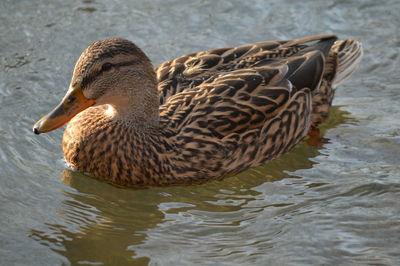 Close-up of duck swimming on river