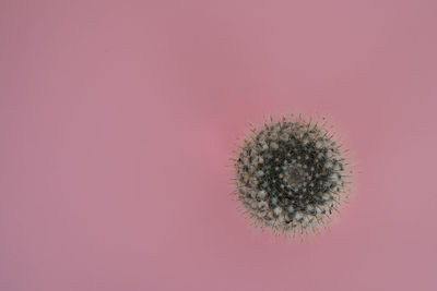 Close-up of pink flower