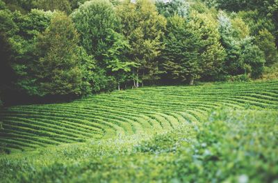 Scenic view of agricultural field