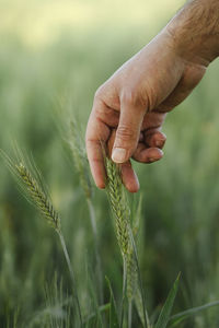Cropped hand of man holding plant