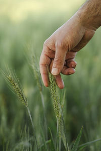 Cropped hand of woman holding plant