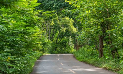 Road amidst trees in forest