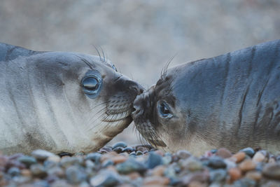 Elephant seal at patagonia.