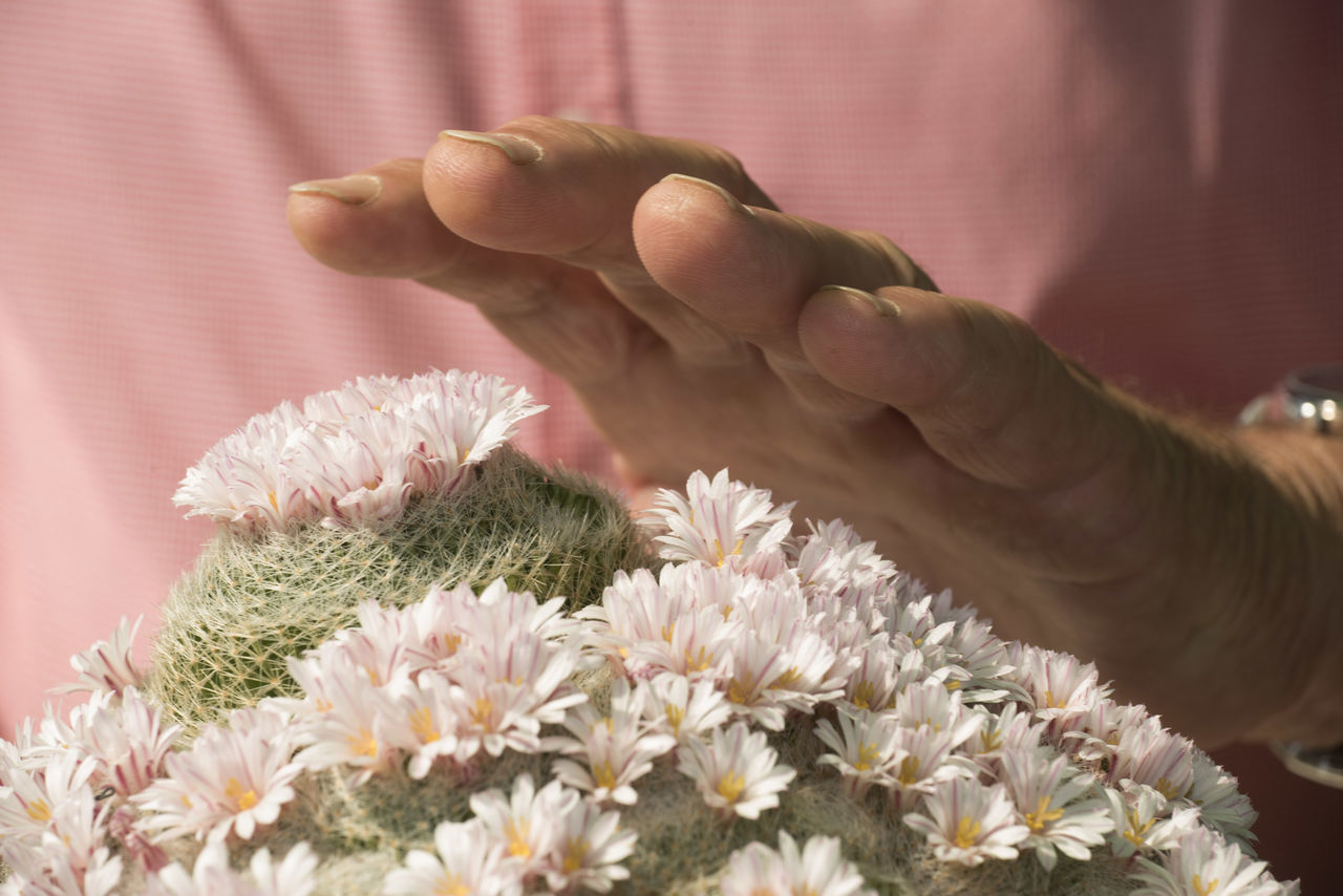 CLOSE-UP OF HAND HOLDING FLOWERING PLANTS