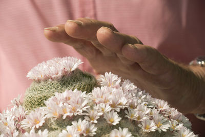 Close-up of hand holding flowering plant