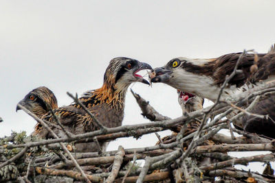 Close-up of birds on tree against clear sky