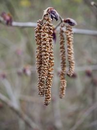 Close-up of dead plant hanging on twig