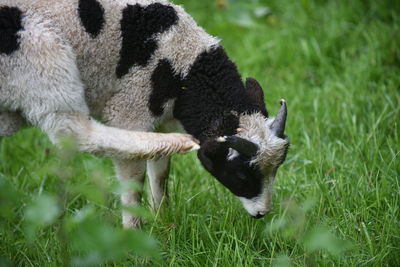Sheep scratching ear on field
