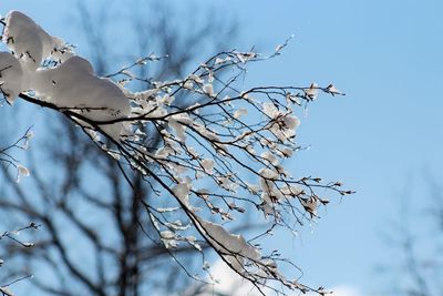 Low angle view of snow on plant against sky