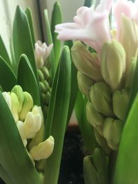 Close-up of flowers