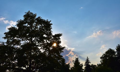 Low angle view of silhouette trees against sky during sunset