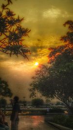 Sun shining through trees