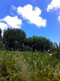 Trees on grassy field against cloudy sky