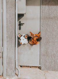 Portrait of dog lying on door