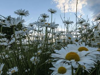 Close-up of white flowers