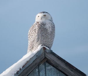 Low angle view of owl perching on wood against clear blue sky