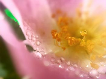 Macro shot of pink flower