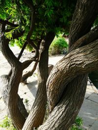 Close-up of tree trunk