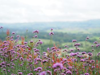 Close-up of pink flowering plants on field