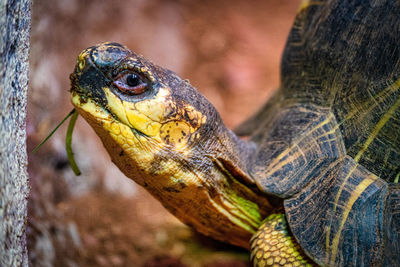 Close-up of a lizard