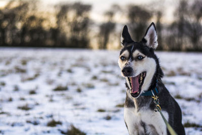 Close-up portrait of dog during winter