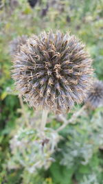 Close-up of flower