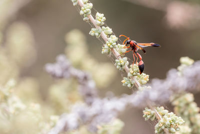 Close-up of insect pollinating on flower