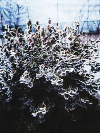 View of potted plant in greenhouse