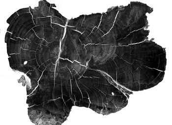 Close-up of dry leaf against white background