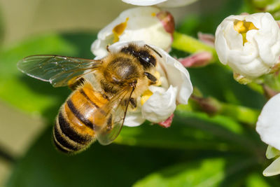 Close-up of honey bee on white flower