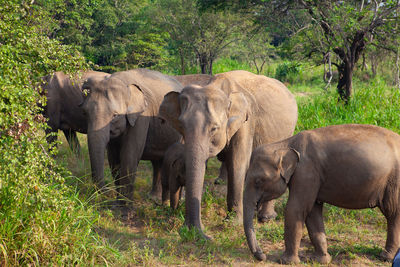 Elephant in a forest