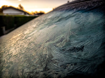 Close-up of frozen plants on land