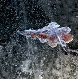 Close-up of jellyfish in sea during winter