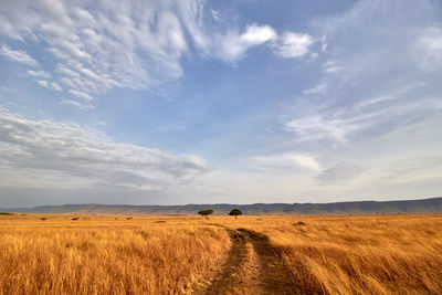 Scenic view of field against sky